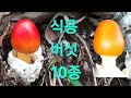 아름다운 식용버섯 !!