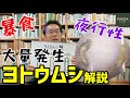 【夜に盗む】害虫イチ食いしん坊！？ヨトウムシの生態と対策を解説！【閲覧注意】
