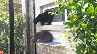 Cat Containment - Safely exploring the outdoors