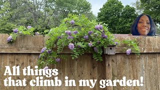 Climbing Roses, Honeysuckle, Wisteria, Clematis (THEN & NOW)/Planting a new rose on Mother's Day!