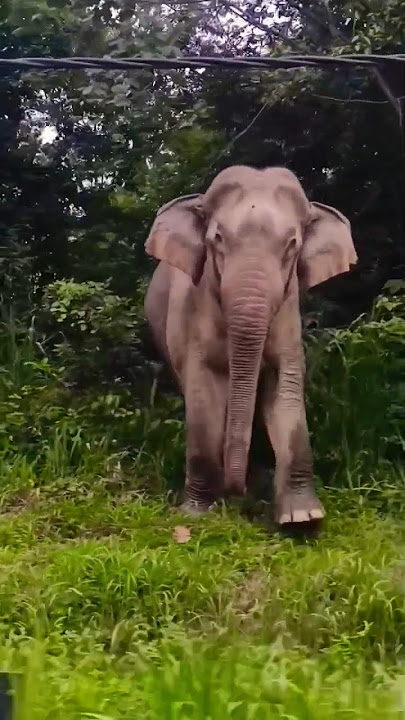 Wild Elephant Malaysia, Gerik - Jeli | #shorts #elephant #attack #viral #malaysia