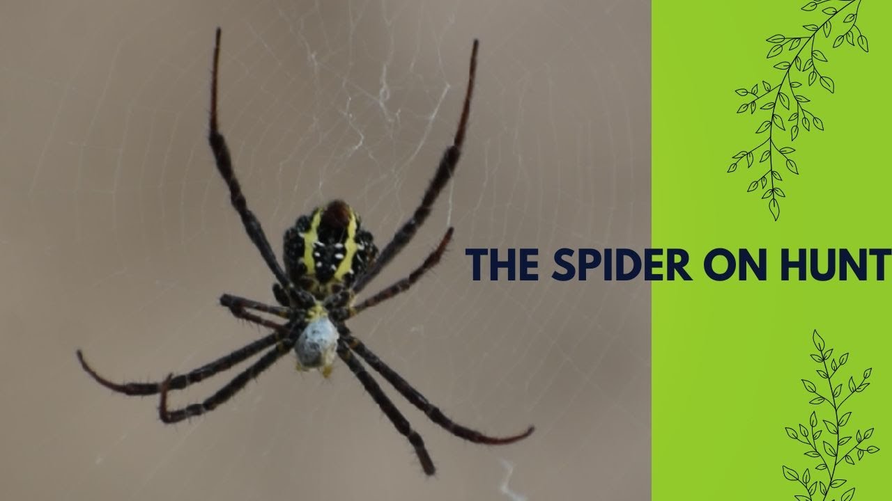 The Spider on Hunt - YouTube