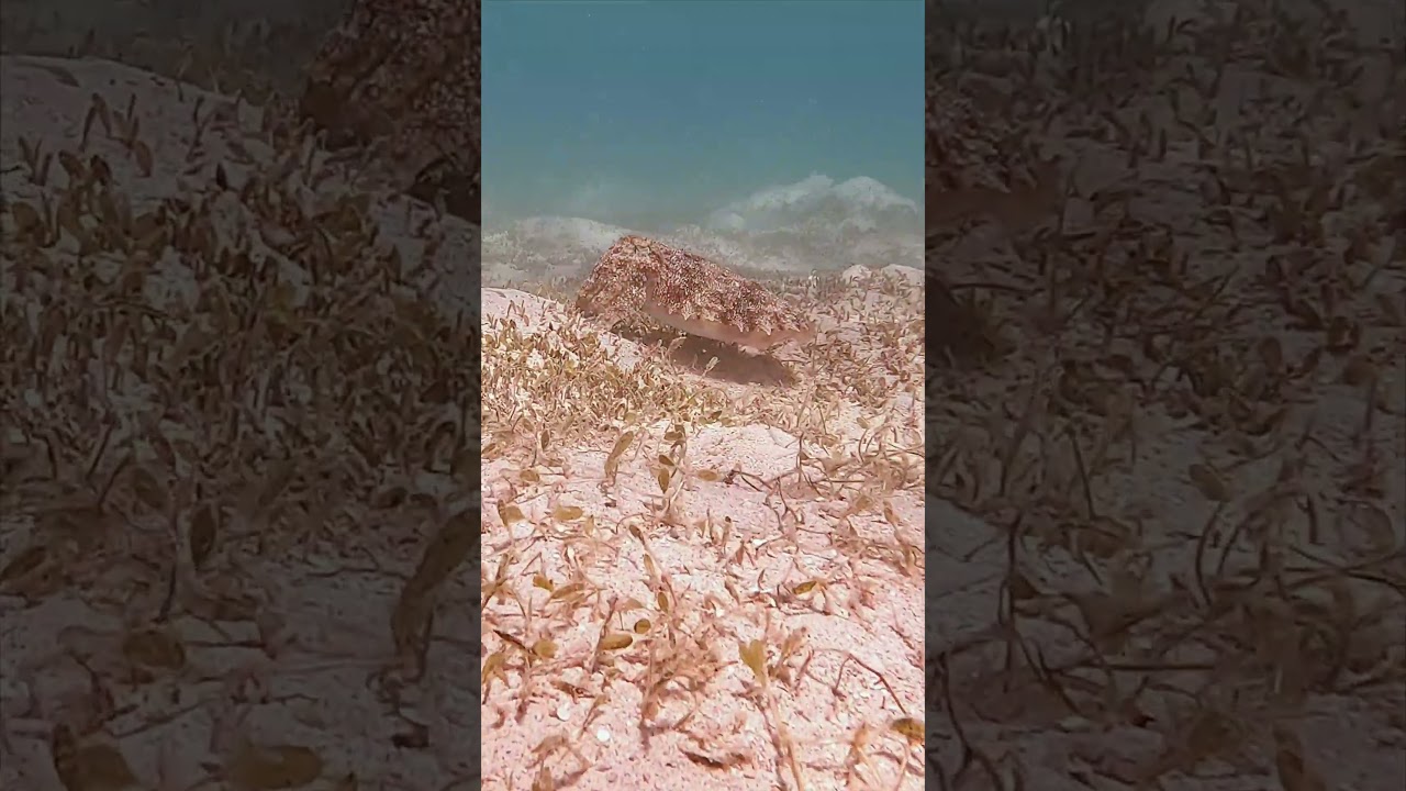 Hauben Sepia, Marsa Mubarak