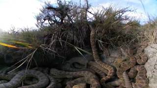 Virtual Reality 360 Inside Rattlesnake Den by Michael Delaney 1,805,708 views 7 years ago 2 minutes, 13 seconds