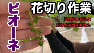 「ぶどうの作業」これをしないと始まらない！！花切り。