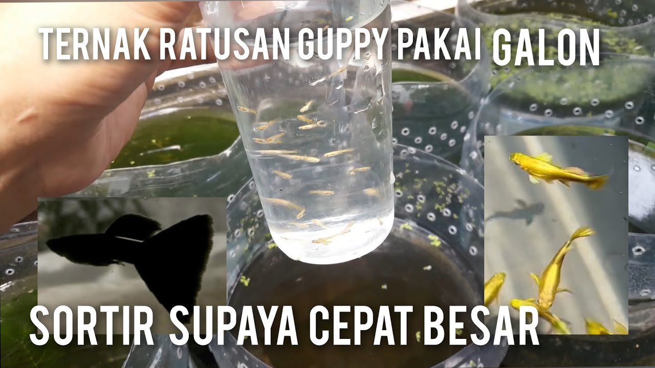 BETERNAK RATUSAN IKAN GUPPY PAKAI GALON / SORTIR ANAKAN GUPPY SUPAYA CEPAT BESAR