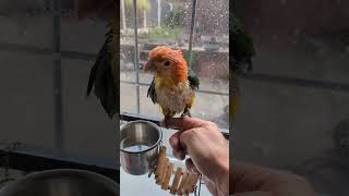 yellow thighed caique/white bellied caique bath time