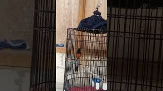 Murai Batu vs Cucak Ijo Murai Batu vs Cucak Ijo