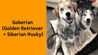 50 Adorable Dog Mixes You’ll Instantly Fall In Love With 😭