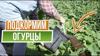 Огурцы будут расти быстрее и здоровыми ☘ Важная подкормка огурцов