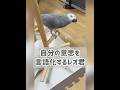 【ヨウムのレオ君】自分の意思を言語化するレオ君 #parrot #インコ #ヨウム
