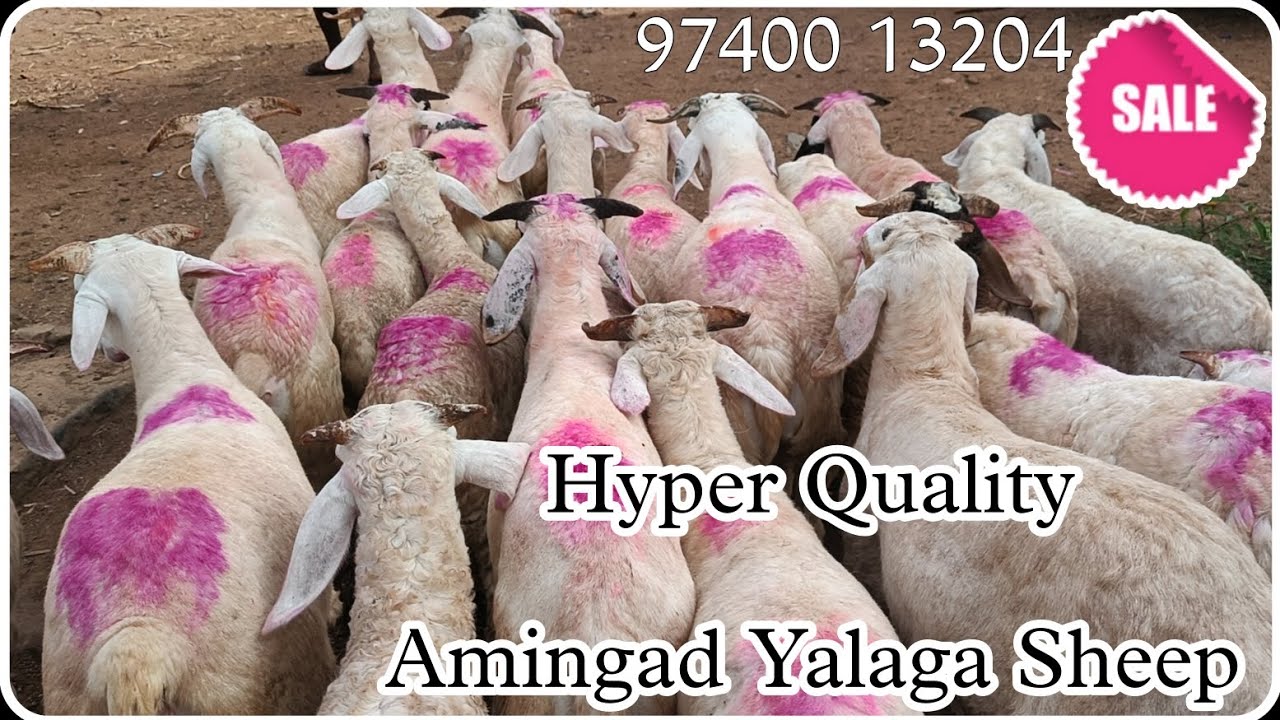 💎Quality Amingad Sheep Available #amrityalagasheep #forsale #amritsheep ...