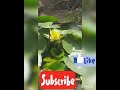 first water lotus flower #lotus #waterlotus #kamal #flowers #flower