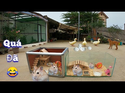 Video: Angora hamster là những con nhỏ trong nhà