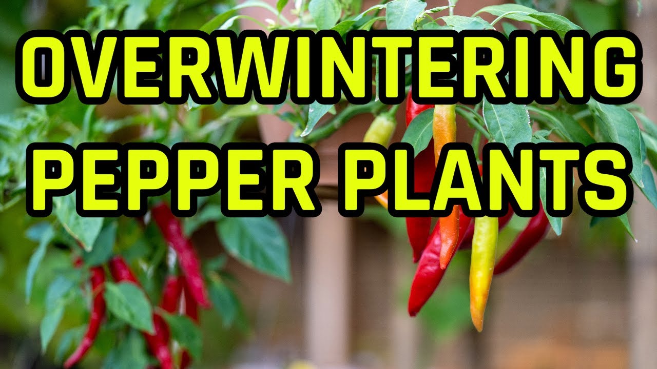 OVERWINTERING PEPPERS Gardening PepperPlants Overwintering 