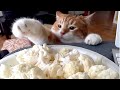 Sneaky CATS & DOGS stealing food! TOO FUNNY!