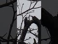 The return of Woody #wildlife #shorts