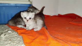 ragdoll kittens 20 days old #ragdoll #ragdollcats #ragdollkitten