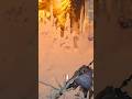 This is what started my lance journey #gaming #game #games #gameshorts #monsterhunter #block