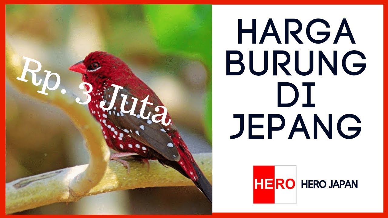 Anda akan terkejut melihat Harga Burung di Jepang ini | Vlog 602 