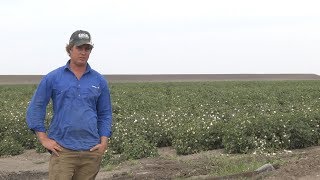 Going bankless - a grower perspective