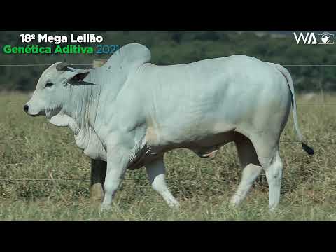 LOTE 87 - REM 10561 - 18º MEGA LEILÃO GENÉTICA ADITIVA 2021