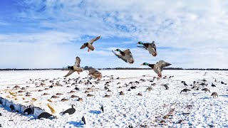 HUNTING DUCKS AND GEESE IN SNOW COVERED LAYOUTS!