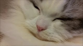 寝てる嫁をシッポでおちょくる白モフ猫 ・音量注意
