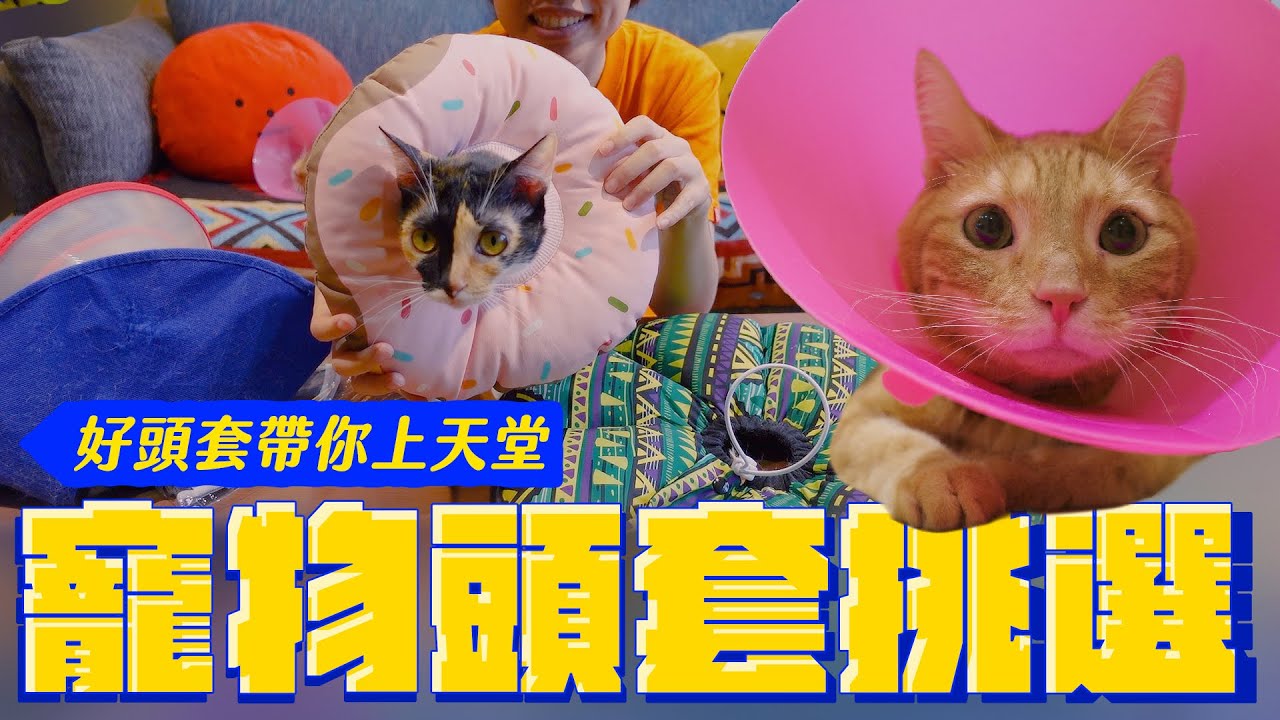 貓咪頭套戴不住 眾多款式分析給你聽 宇宙猫咪 Youtube
