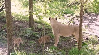 Lion Cub Trio Venture Outside at London Zoo