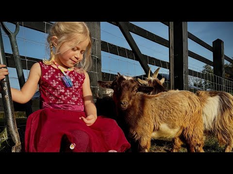 Adorable Little Girl Lets Her Goats In The House! They're So Funny!!