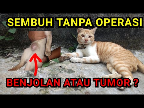 Video: Punca-punca Ketulan, Benjolan, dan Massa dalam Mulut Anjing