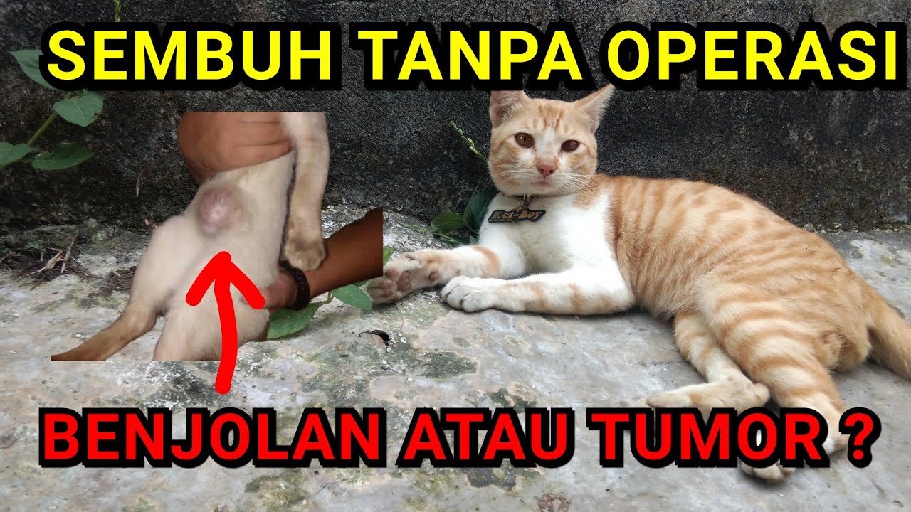 CARA MENGOBATI BENJOLAN PADA KUCING, TUMOR, HERNIA, ATAU SARAF KEJEPIT