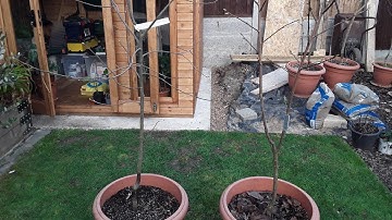 Persimmons, 2 different methods of training / pruning. Central leader or vase shape.