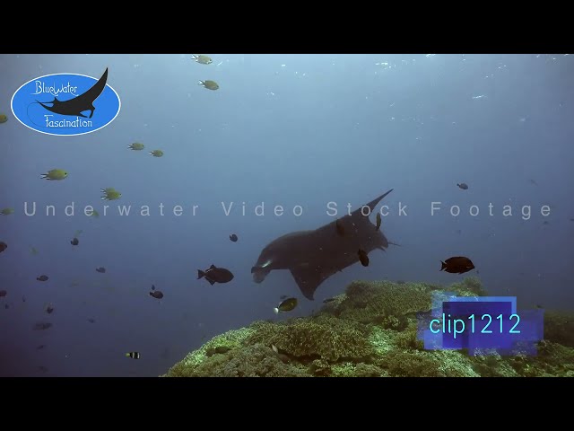 1212_Black Manta Rays turning over coral reef. 4K Underwater Royalty Free Stock Footage.