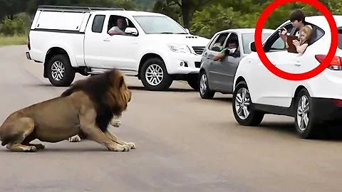Lion Shows Tourists Why You Must Stay Inside Your Car - Latest Wildlife Sightings - DayDayNews