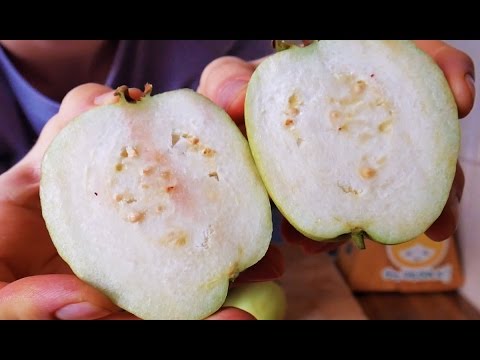 Video: Guava Obyčajná