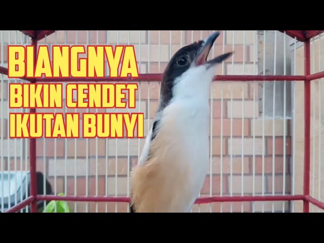 Banyak Cendet Langsung Nyaut Iktan Bunyi Dengar Suara Cendet Yang Satu ini | Pancingan Cendet class=