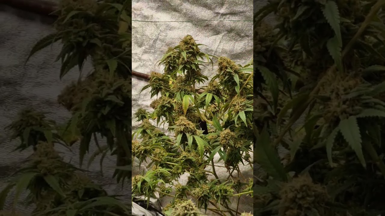 CRITICAL MASS ‼️ Blütetag 61 