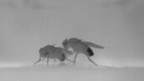 Aggression in Drosophila males