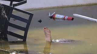 Rescuing a Florida softshell turtle from an abandoned swimming pool