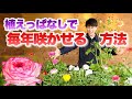 【春イチオシ！】豪華な花姿は圧巻です【ラナンキュラス】【育て方】