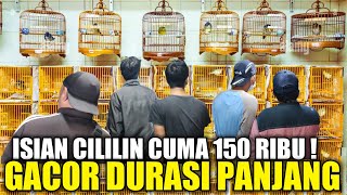 REJEKI PAGI ! NEMU BURUNG GACOR ISIAN CILILINAN CUMA 150 RIBU SUDAH GACOR DURASI PANJANG by Kabar Kicau 9,104 views 2 weeks ago 19 minutes