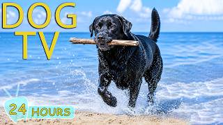 DOG TV: Videos Keep Dogs Entertain All Day with Relaxing Music for Dogs Home Alone - Music for Dogs