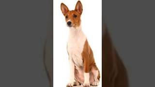 Top 5 Pros and Cons of Owning a Basenji Dog #dog #doglover #doglovers #basenji #dogbreed #shorts