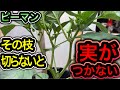 ピーマンコレすれば1株200個収穫！超重要な脇芽かきと摘芯を図解で徹底解説！長くたくさん採れる無限ピーマンの仕立て方、整枝の時期とタイミング。米不足・物価高騰でもお金のかからない野菜の育て方、栽培方法