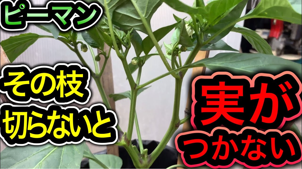 ピーマンコレすれば1株200個収穫！超重要な脇芽かきと摘芯を図解で徹底解説！長くたくさん採れる無限ピーマンの仕立て方、整枝の時期とタイミング。米不足・物価高騰でもお金のかからない野菜の育て方、栽培方法