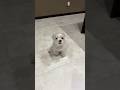 こんなお利口にご飯待つ犬いる?🐶#shorts #可愛い犬 #マルチーズ犬