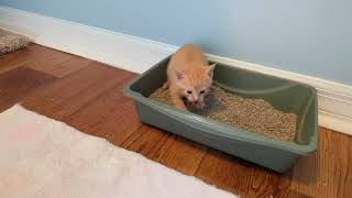 Hopalong Gang: The kittens show off their litterbox skills