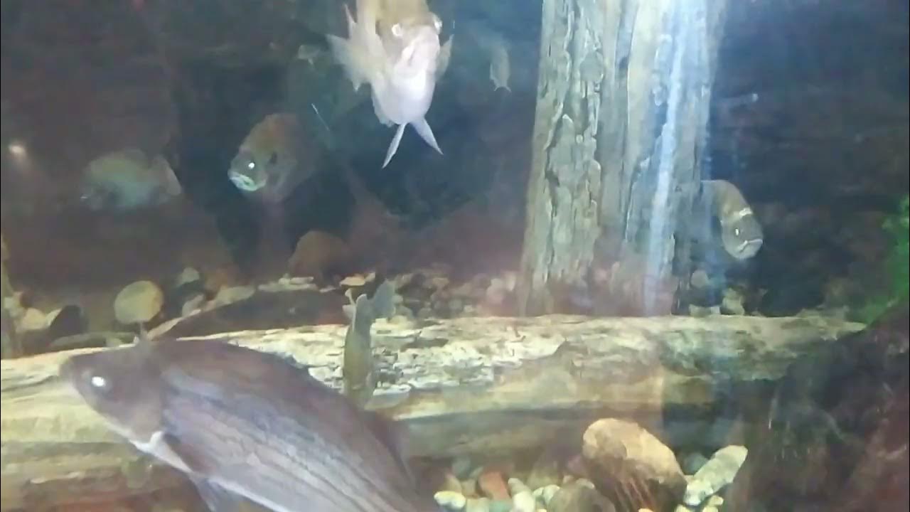 Cabela's Fish tank 🐟 YouTube